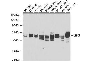 Western blot analysis of extracts of various cell lines, using LHX6 antibody (ABIN6128185, ABIN6143197, ABIN6143199 and ABIN6223215) at 1:1000 dilution. (LHX6 Antikörper  (AA 143-392))