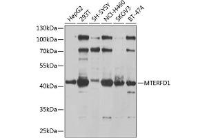 Western blot analysis of extracts of various cell lines, using MTERFD1 antibody (ABIN6133170, ABIN6144131, ABIN6144133 and ABIN6225104) at 1:1000 dilution. (MTERFD1 Antikörper  (AA 69-300))