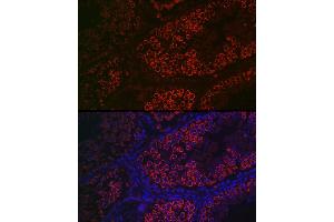Immunofluorescence analysis of mouse testis using DDX4 Rabbit pAb (ABIN7266705) at dilution of 1:100 (40x lens). (DDX4 Antikörper  (AA 1-300))