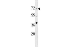 SPHK2 antibody western blot analysis in Ramos lysate. (SPHK2 Antikörper  (AA 1-30))