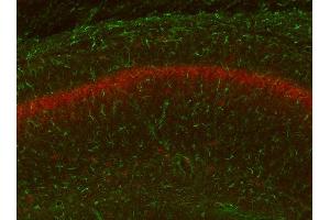 Adult WT and KO mouse hippocampus immunofluorescence with N206A/8 (green) and KC rabbit anti- Kv2.