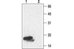 Western blot analysis of Recombinant human Neurotrophin-4 (NT-4) protein (#N-270), (10 ng): - 1.