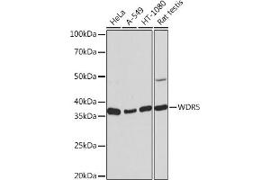 Western blot analysis of extracts of various cell lines, using WDR5 Rabbit mAb (ABIN7271358) at 1:1000 dilution. (WDR5 Antikörper)