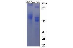 Image no. 2 for Vitamin D2 peptide (Ovalbumin) (ABIN5666412)