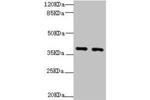 Western blot All lanes: QKI antibody at 1. (QKI Antikörper  (AA 1-341))