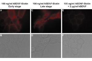 human BDNF-Biotin binds TrKB receptors in living and stably transfected HEK293 cells and is displaced by un-labeled human BDNF. (BDNF Protein (Biotin))