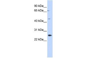 SPATA22 antibody used at 1 ug/ml to detect target protein.