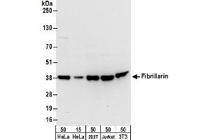 Western Blotting (WB) image for anti-Fibrillarin (FBL) (AA 271-321) antibody (ABIN7449735)