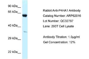 Western Blotting (WB) image for anti-Prolyl 4-Hydroxylase, alpha Polypeptide I (P4HA1) (Middle Region) antibody (ABIN971345) (P4HA1 Antikörper  (Middle Region))