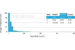 Protein Array (PAr) image for anti-ATG5 Autophagy Related 5 (ATG5) (AA 1-119) antibody (ABIN6941158)