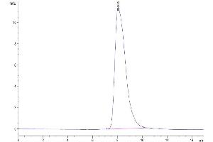 The purity of Biotinylated Human Her4 is greater than 95 % as determined by SEC-HPLC.