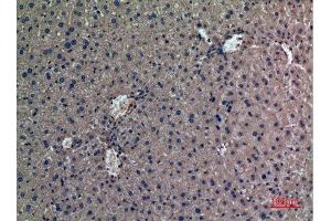 Immunohistochemistry (IHC) analysis of paraffin-embedded Mouse Liver, antibody was diluted at 1:100. (Prothrombin Antikörper  (Internal Region))