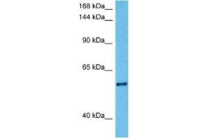 Host:  Mouse  Target Name:  KCNQ2  Sample Tissue:  Mouse Liver  Antibody Dilution:  1ug/ml (KCNQ2 Antikörper  (Middle Region))