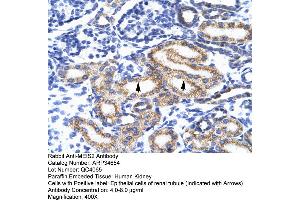 Human kidney (MEIS2 Antikörper  (N-Term))