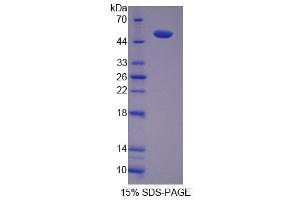 SDS-PAGE analysis of Mouse SKAP1 Protein.