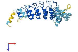 ASB8 Protein (AA 1-288) (His tag)