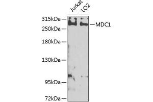 Western blot analysis of extracts of various cell lines, using MDC1 antibody (ABIN6131721, ABIN6143660, ABIN6143662 and ABIN6224387) at 1:1000 dilution. (MDC1 Antikörper  (AA 1-350))