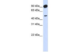 Western Blotting (WB) image for anti-Adducin 2 (Beta) (ADD2) antibody (ABIN2459527) (ADD2 Antikörper)