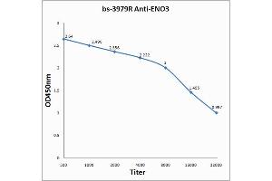 Antigen: 0. (ENO3 Antikörper  (AA 341-434))