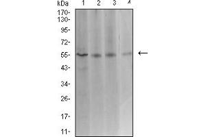 Western blot analysis using ASF1B mouse mAb against Hela (1), COS7 (2), HCT116 (3), and CHO3D10 (4) cell lysate. (ASF1B Antikörper  (AA 1-202))