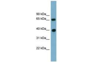 Image no. 1 for anti-Cyclin J (CCNJ) (AA 71-120) antibody (ABIN6744171) (Cyclin J Antikörper  (AA 71-120))
