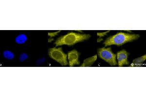 Immunocytochemistry/Immunofluorescence analysis using Rat Anti-TCP1-alpha Monoclonal Antibody, Clone 91a . (TCP1 alpha/CCTA Antikörper  (C-Term))