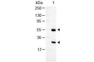 Western Blot of Rabbit anti-Goat Antibody Alkaline Phosphatase Conjugated Lane 1: Goat IgG Load: 100 ng per lane Secondary antibody: Alkaline Phosphatase Conjugated Rabbit Anti-Goat Antibody at 1:1000 for 60 min at RT Block: ABIN925618 30 min RT Predicted/Observed size: 55 and 28 kDa, 55 and 28 kDa