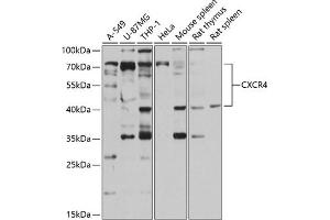 Western blot analysis of extracts of various cell lines, using CXCR4 antibody (ABIN6131543, ABIN6139284, ABIN6139286 and ABIN6217755) at 1:1000 dilution. (CXCR4 Antikörper  (AA 1-42))