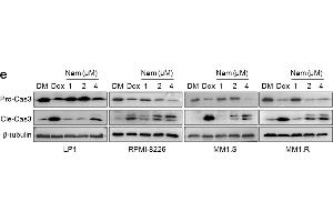 Nam decreases MM cell viability and induces their apoptosis. (TUBB Antikörper  (AA 40-260))