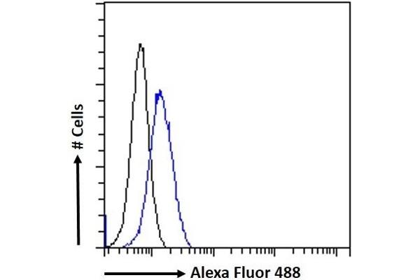 ATAD5 Antikörper  (Internal Region)