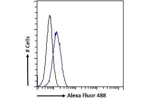 (ABIN190860) Flow cytometric analysis of paraformaldehyde fixed HeLa cells (blue line), permeabilized with 0.