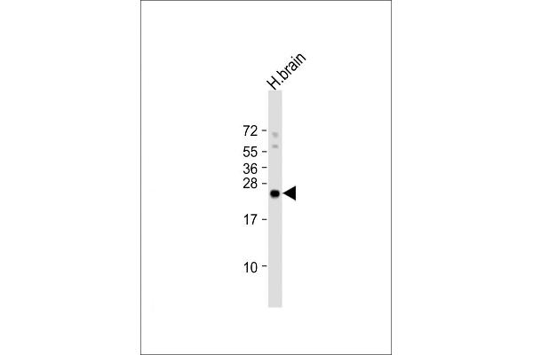 RHOB antibody  (AA 104-137)