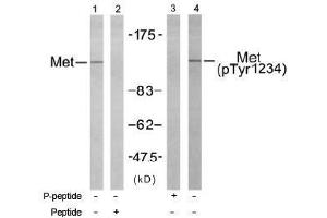 Image no. 1 for anti-Met Proto-Oncogene (MET) (Tyr1234) antibody (ABIN197461) (c-MET Antikörper  (Tyr1234))