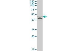 ADFP MaxPab polyclonal antibody. (ADRP Antikörper  (AA 1-437))