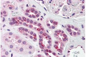 Human Kidney (formalin-fixed, paraffin-embedded) stained with PCBP4 antibody ABIN214462 at 2. (PCBP4 Antikörper  (C-Term))