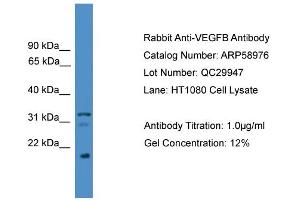 WB Suggested Anti-VEGFB  Antibody Titration: 0. (VEGFB Antikörper  (C-Term))
