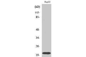 Western Blotting (WB) image for anti-Ras Homolog Gene Family, Member A (RHOA) (Ser155) antibody (ABIN3186754)