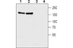 Western blot analysis of rat (lanes 1 and 3) and mouse (lanes 2 and 4) brain membranes: - 1,2. (SLC8A1 Antikörper  (3rd Intracellular Loop))
