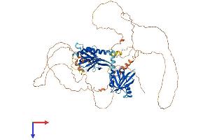 FE65 Protein (AA 1-710) (His tag)