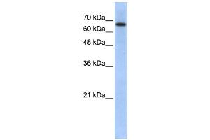 Western Blotting (WB) image for anti-rho GTPase Activating Protein 28 (ARHGAP28) antibody (ABIN2459688) (ARHGAP28 Antikörper)