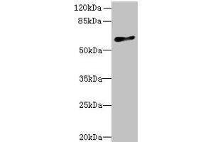 Western blot All lanes: GPR75 antibody at 8 μg/mL + HT29 whole cell lysate Secondary Goat polyclonal to rabbit IgG at 1/10000 dilution Predicted band size: 59 kDa Observed band size: 59 kDa (GPR75 Antikörper  (AA 372-540))