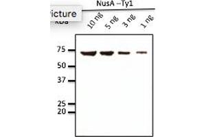 Western Blotting (WB) image for anti-Ty1 Tag antibody (ABIN7272974) (Ty1 Tag Antikörper)