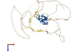 FOXN4 Protein (AA 1-517) (His tag)