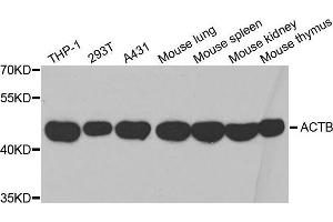 Western blot analysis of extracts of various cell lines, using β-actin antibody. (beta Actin Antikörper  (AA 1-375))