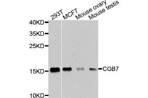 Western blot analysis of extracts of various cell lines, using CGB7 antibody.