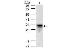 WB Image Sample(30 μg of whole cell lysate) A:H1299 12% SDS PAGE antibody diluted at 1:1500 (Cytochrome C1 Antikörper)