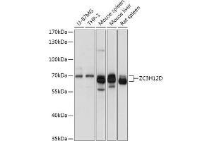 Western blot analysis of extracts of various cell lines, using ZC3H12D antibody (ABIN7271448) at 1:1000 dilution. (ZC3H12D Antikörper  (AA 150-230))