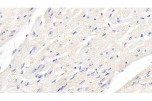 Detection of BMP3 in Bovine Cardiac Muscle Tissue using Monoclonal Antibody to Bone Morphogenetic Protein 3 (BMP3) (BMP3 Antikörper  (AA 313-471))