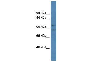 WB Suggested Anti-Pcdh10 Antibody   Titration: 1.