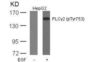 Western blot analysis of extracts from HepG2 cells untreated or treated with EGF using PLCg2(Phospho-Tyr753) Antibody. (Phospholipase C gamma 2 Antikörper  (pTyr753))
